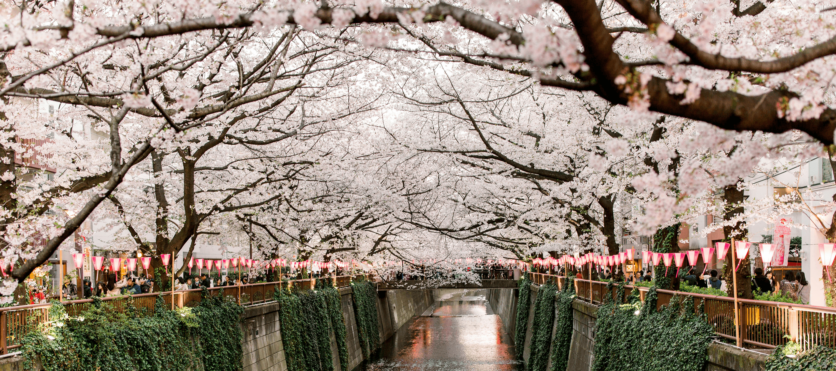 Japan Mt. Fuji background